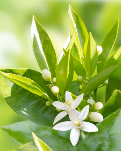 Nurme Neroli puhastav kreemvaht 200 ml - Pilt 6