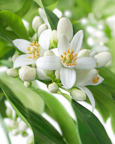 Nurme Neroli õrn mitsellaarvesi 200 ml - Pilt 4
